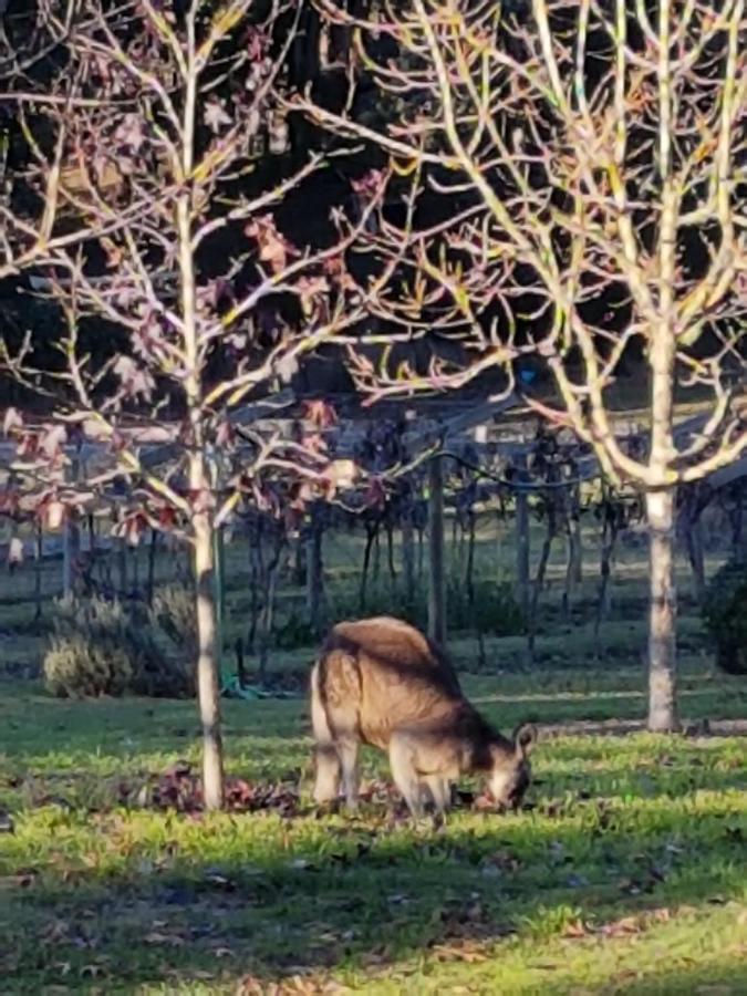 Wurrung B & B - The Cottage Woodend Esterno foto